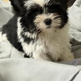 Bunny - Parti female Yorkshire Terrier puppy in Knoxville, Tennessee from Little Yorkie Company
