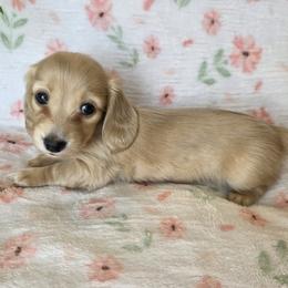 SUGAR - Cream female Dachshund puppy in Star, Idaho from October Hounds