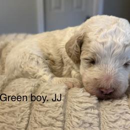 Green boy JJ - Cream male Goldendoodle puppy in Vian, Oklahoma from Dog Days Doodles