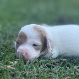 Ckc blue based red dapple piebald - Piebald female Dachshund puppy in Anderson, California from Golden Paws Dachshunds