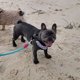 French Bulldogs from Lilac Allure Frenchies