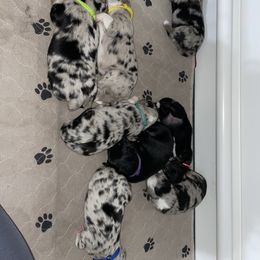 Australian Shepherd Puppies from Criollo Australian Shepherds