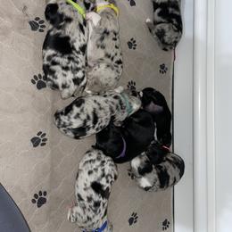 Australian Shepherd Puppies from Criollo Australian Shepherds