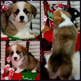 Black Paw Bandana Boy - Black and tan male Pembroke Welsh Corgi puppy in Cherokee, Oklahoma from MCS Farms-OK
