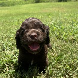 Big Blue - Brown male Cocker Spaniel puppy in Palestine, Texas from Chocolate Cocker Spaniels