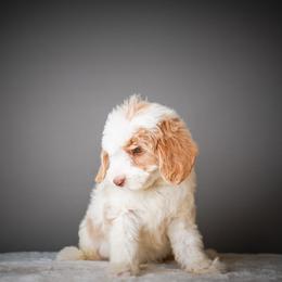 Lucy - Red female Bernedoodle puppy in Caldwell, Idaho from Boise Doodle Co.