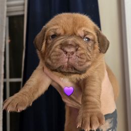 Purple girl - Red female Dogue de Bordeaux puppy in Michigan from Boondocks Bordeaux
