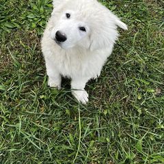 Maremma Sheepdog Puppies from JT Little Critter Farm