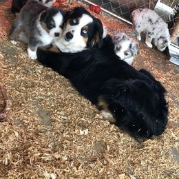 Aussiedoodle and Australian Shepherd Puppies from Double M Aussies