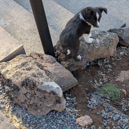 Paul - Black tri male Toy Australian Shepherd puppy in Bly, Oregon from Rockin AC Toy Aussies