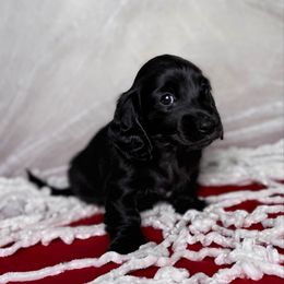 Cider - Black male Dachshund puppy in Kingman, Arizona from Diddle Bros Dachshunds