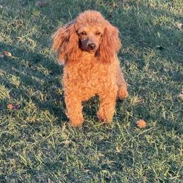 Hari - Poodle