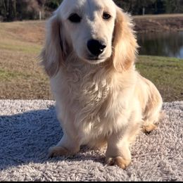 Ghost - Dachshund