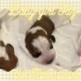Basset Hounds from Tiny Acre Cattle Co