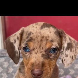 Basset Hound and Dachshund Puppies from Heyliger Hounds