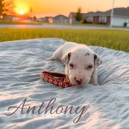 Anthony - White and liver brown male Dalmatian puppy in Mount Vernon, Missouri from Spots & Spirals