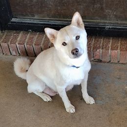 Kana - Shiba Inu