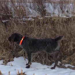 Wirehaired Pointing Griffons from PrairieWind Preserve