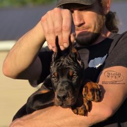Mephisto - Black and rust male Doberman Pinscher puppy in China Township, Michigan from Snell's Superior Kennel Dobermann & GSP