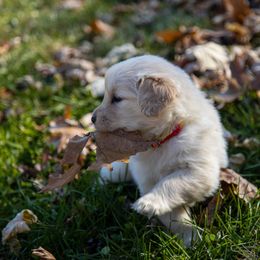Golden Retriever Puppies from Welch Family Golden Retrievers