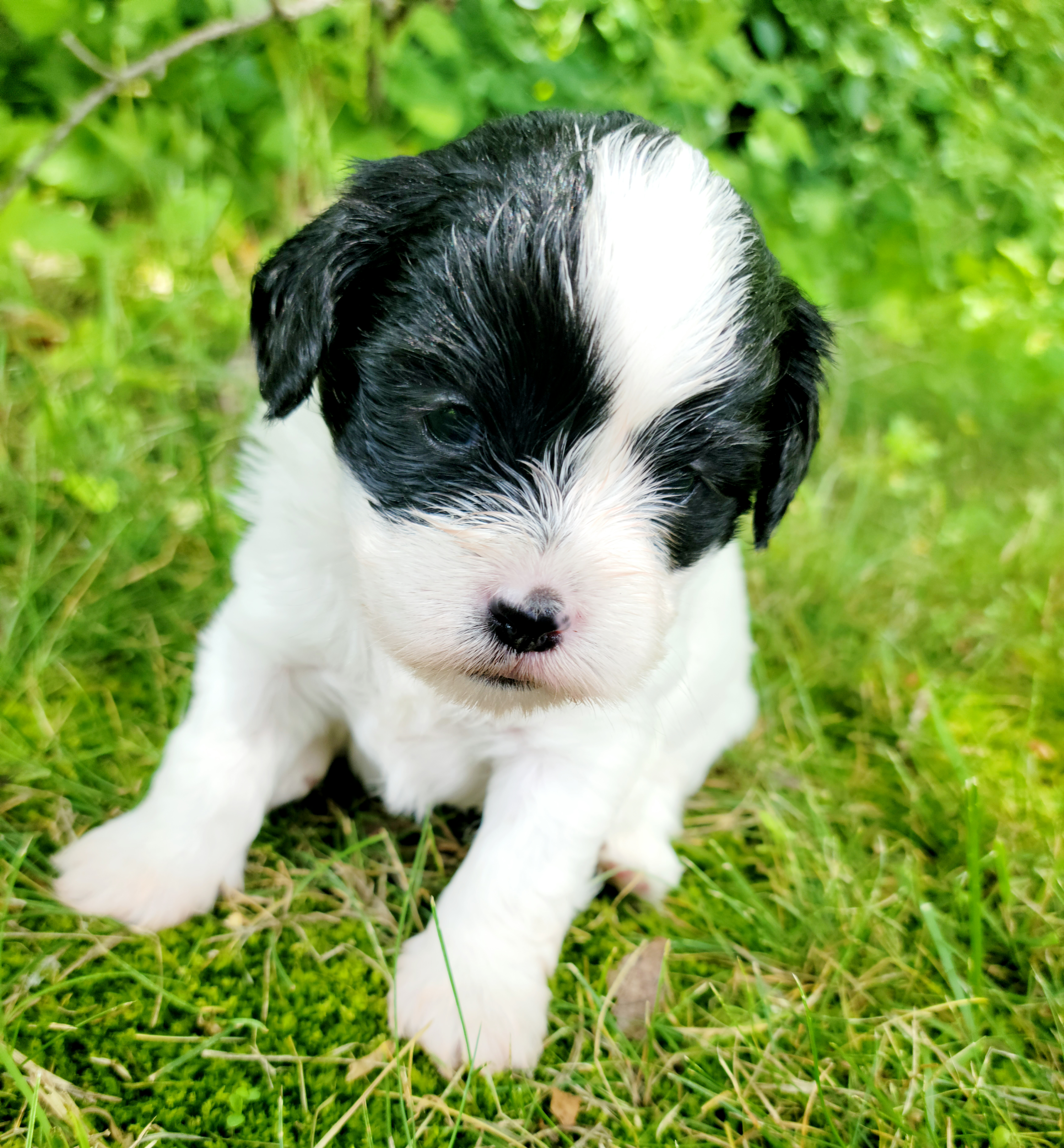 Shihpoo Puppies from Perfect Companion Puppies