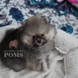 Teddy - Cream sable male Pomeranian puppy in Kingston, Georgia from Southern Charm Poms