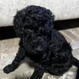 Onyx - Black male Goldendoodle puppy in Tavares, Florida from Tracy's Goldendoodles