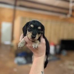 Girl 3 - Black and cream female Dachshund puppy in Stamford, Texas from West Texas Miniature Dachshunds