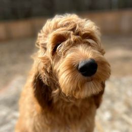 Goldendoodles and Poodles from MuchAdoodle.com