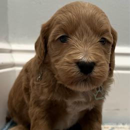 Light Green Girl - Apricot female Goldendoodle puppy in Largo, Florida from My Favorite Doodle