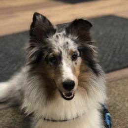 Shetland Sheepdogs from CUWIN Shelties