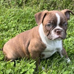 Cookie - Seal brindle and white female Boston Terrier puppy in Charlotte, Michigan from Blue Diamond Danes