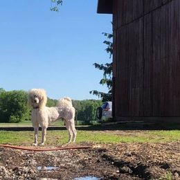 Bernedoodles, Labradoodles, and Poodles from Painted Doodles and Poodles LLC