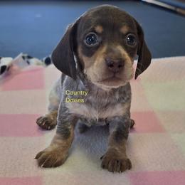 Chocolate pi SH - Piebald female Dachshund puppy in Cedar City, Utah from Country Doxies