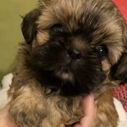 Shih Tzu Puppies from Winnie the Tzu’s Too