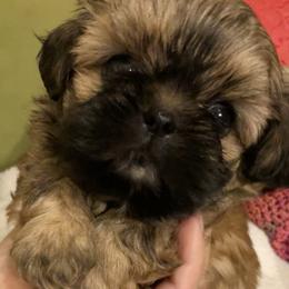 Shih Tzu Puppies from Winnie the Tzu’s Too