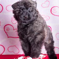 Bouvier des Flandres Puppies from Julie Smith
