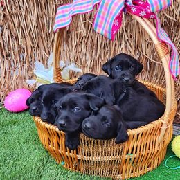 Labrador Retriever Puppies from Labs of Cottonhollow