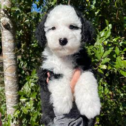 Purple - Black and white female Sheepadoodle puppy in Archer, Florida from Gainesville Sheepadoodles