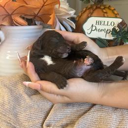 Boy 1 - Brown male Poodle puppy in Calimesa, California from Teakwood Poodles of SoCal