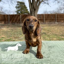 Nicole - Brindle female Dachshund puppy in Royse City, Texas from Truehearted Miniature Dachshunds