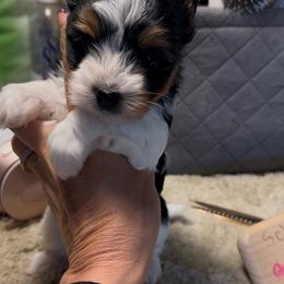 Boy - Black tan and white male Biewer Terrier puppy in Chester, South Carolina from Classic Biewers