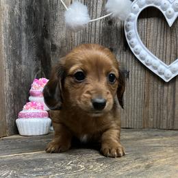 Kathy - Sable female Dachshund puppy in Redding, California from CountrySide Wieners