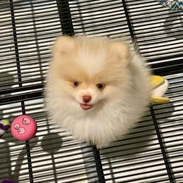 Ty - Cream sable parti male Pomeranian puppy in Minooka, Illinois from Sheree’s Pomeranians