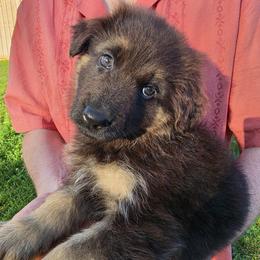 Patience - Black and red female German Shepherd puppy in Columbus, Indiana from Stony Lonesome GSD
