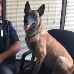 Belgian Malinois from Patriotk9llc