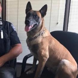 Belgian Malinois from Patriotk9llc