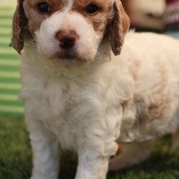 Odie - Parti male Goldendoodle puppy in Windsor, Colorado from Front Range Family Doodles