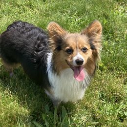 Sadie - Pembroke Welsh Corgi