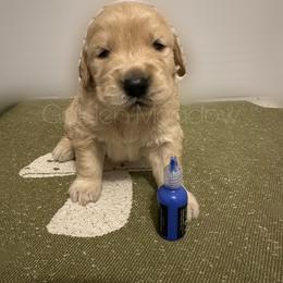 Stitch - Golden male Golden Retriever puppy in Florida from Golden Meadow